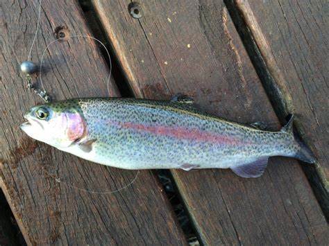 How To Catch Rainbow Trout In A Stocked Pond - More Trout